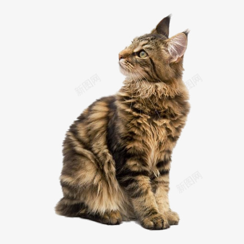 回头的猫咪png免抠素材_88icon https://88icon.com 动物 宠物 小猫 手绘 猫咪