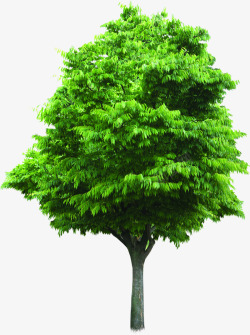 绿色清爽环保绿化大树素材
