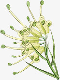 手绘绿色花朵小草装饰素材