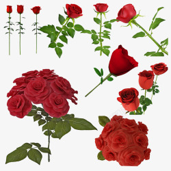 玫瑰花开带刺的玫瑰高清图片