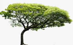 摄影绿色植物大树树木素材