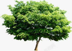 绿色大树唯美春天素材