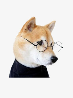 带眼镜的狗素材