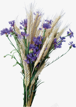 紫色薰衣草素材