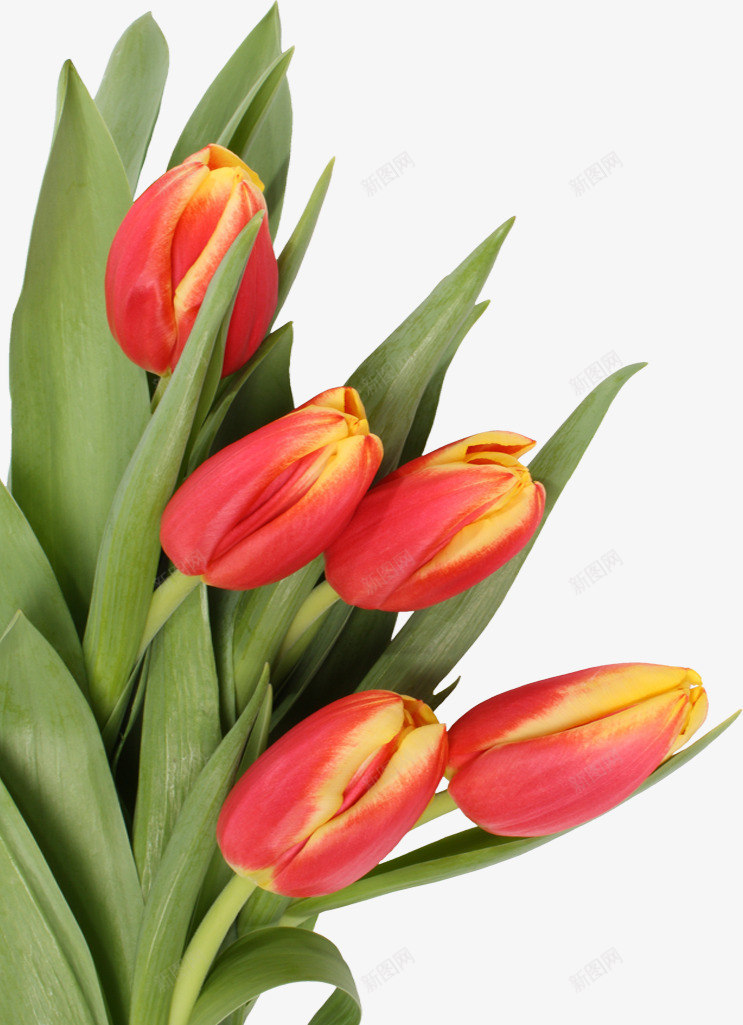 橙色郁金香环境png免抠素材_88icon https://88icon.com 橙色 环境 素材 郁金香