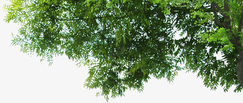 创意合成摄影绿色的大树png免抠素材_88icon https://88icon.com 创意 合成 大树 摄影 绿色