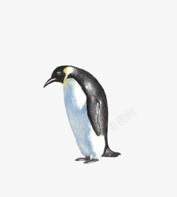插画一只企鹅素材