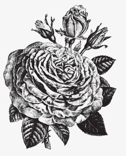 手绘带叶子的玫瑰花素材