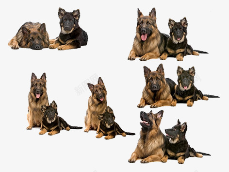 两只狼狗png免抠素材_88icon https://88icon.com 两只狗狗 军犬 大狼狗 忠犬 狼狗 警犬 黑背