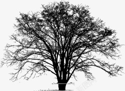 素描树高大的树矢量图高清图片