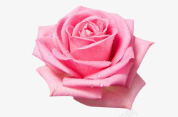 美丽玫瑰花朵素材
