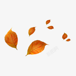 秋季美景橙色叶子漂浮装饰高清图片