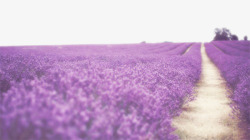 紫色薰衣草素材