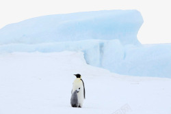 孤立的企鹅南极孤立的企鹅高清图片