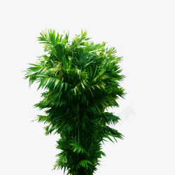 竹屋绿色植物高清图片