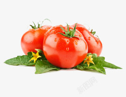 红色番茄生鲜素材