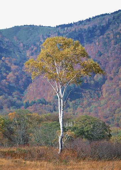 山上风景png免抠素材_88icon https://88icon.com 大树 山 植物 风景