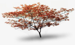 红色秋日大树美景素材