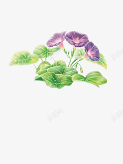 宁静典雅牵牛花png免抠素材_88icon https://88icon.com 卡通 植物 紫色 花朵