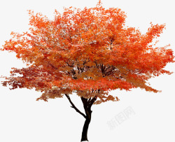 秋日矗立红色大树风景素材