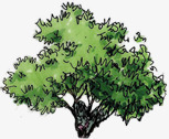 漫画绿色园林植物手绘大树素材