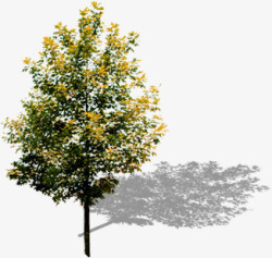 室外摄影黄色的大树素材