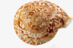 蜗牛海螺素材