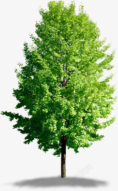 绿色夏日生长大树素材