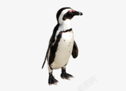 黑白小企鹅可爱的企鹅高清图片