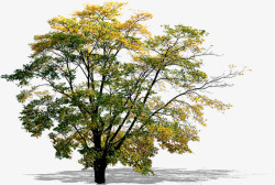 黄色树叶落地大树素材