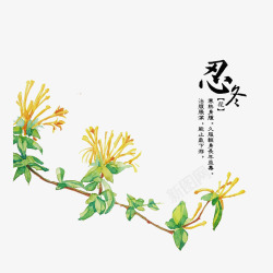 中草药忍冬素材