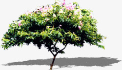 粉色花朵大树景观装饰素材