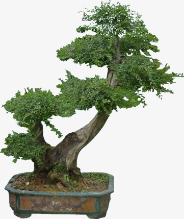 绿色植物大树园林装饰png免抠素材_88icon https://88icon.com 园林 大树 绿色植物 装饰