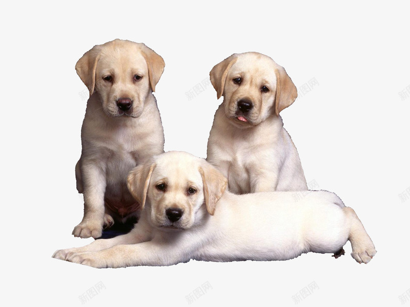 三只可爱的拉布拉多png免抠素材_88icon https://88icon.com 产品实物 坐着的狗狗 蠢萌 趴着的拉布拉多