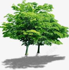 绿色树影大树植物素材