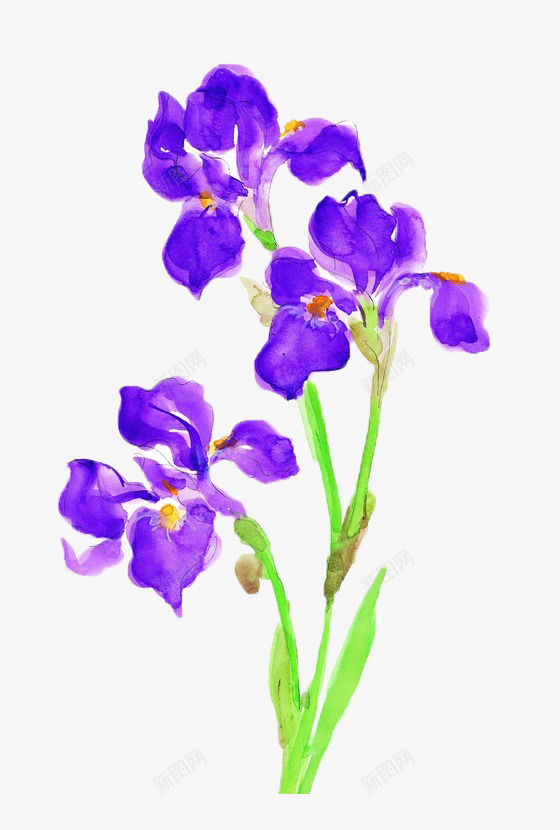 手绘芝麻花png免抠素材_88icon https://88icon.com 卡通 彩绘 手绘 插画 植物 紫色 美丽 芝麻开花 芝麻花 花卉 花朵