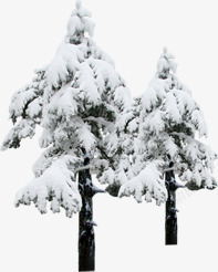 白色圣诞冬日大树素材