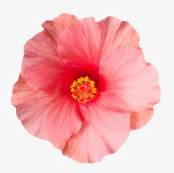 粉红色植物褶皱的一朵大花实物素材