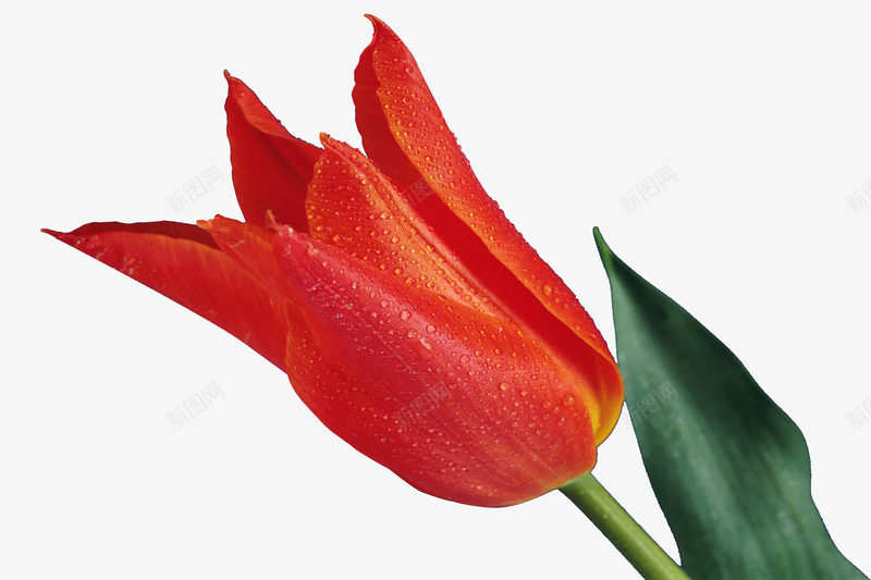 红色美丽动人花朵png免抠素材_88icon https://88icon.com 动人 美丽 花朵 鲜艳