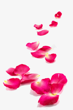 艳丽的玫瑰花花瓣高清图片