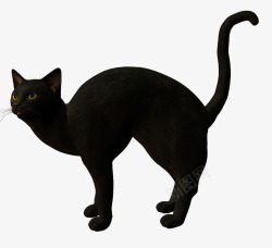 黑猫伸懒腰猫咪高清图片