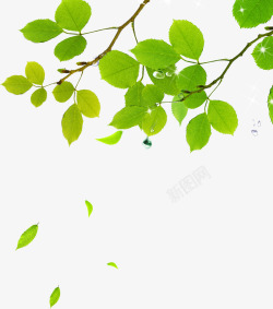 春天漂浮绿叶植物树枝素材
