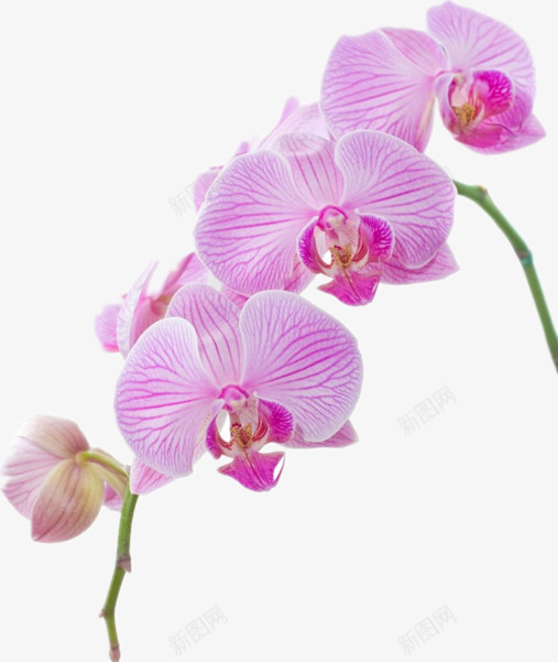粉色的兰花png免抠素材_88icon https://88icon.com 一簇花 绿枝条 美丽 花朵