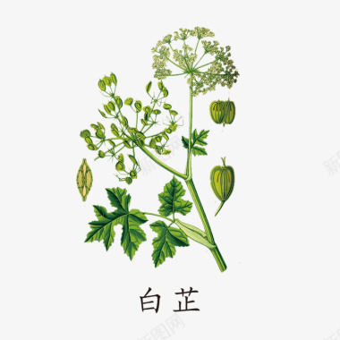 中国风草药绿色白芷图标图标