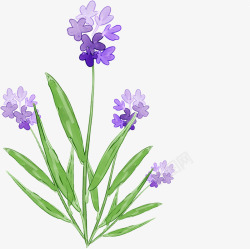 手绘紫色花朵小草素材