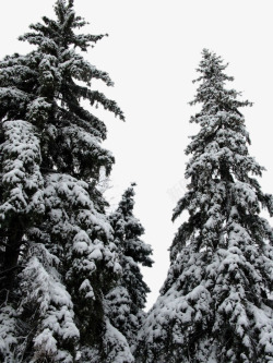 下雪雪松素材