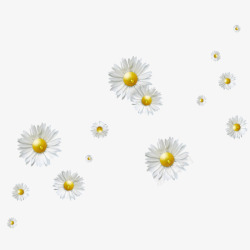 白色野菊花漂浮素材