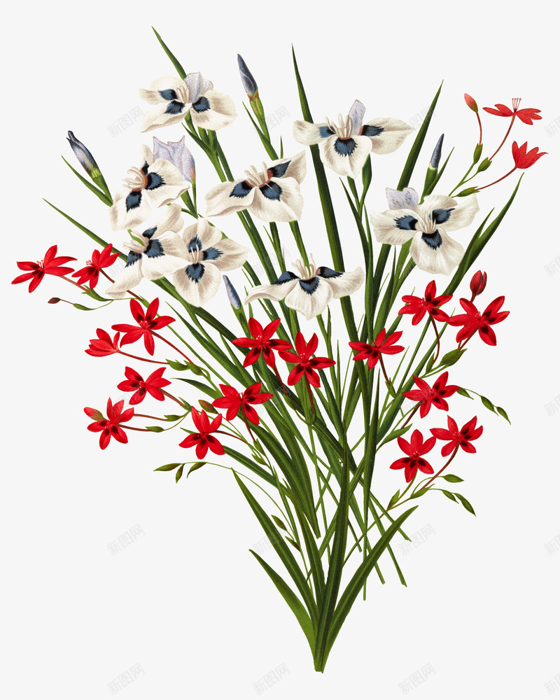 红色白色小花朵手绘图png免抠素材_88icon https://88icon.com 叶子 小花朵 植物 绿植 美丽的 花卉 花瓣