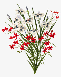 红色白色小花朵手绘图素材