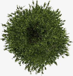 绿色大树植物浓密素材